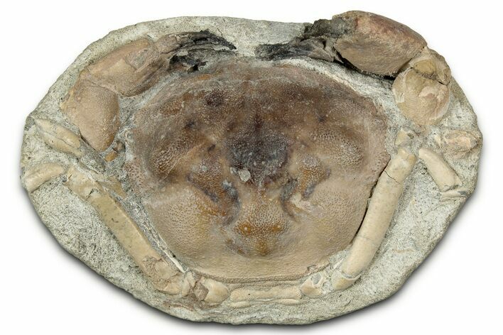 Eocene Fossil Crab (Pulalius) - Washington State #345521
